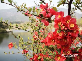 京城一个四季都有花开的美地