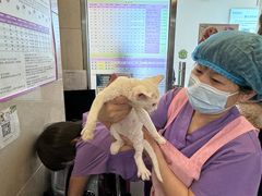 -北京观赏动物医院·24小时大型综合·猫专科·异宠专科