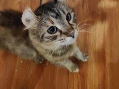 -猫小院猫主题餐厅(南锣旗舰店)