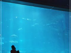 -福州罗源湾海洋世界旅游区