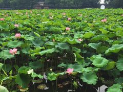 -苏堤停车场
