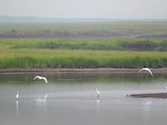 -湖南东洞庭湖国家级自然保护区