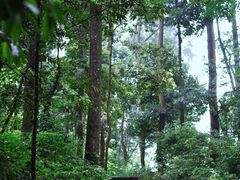 -凤栖山