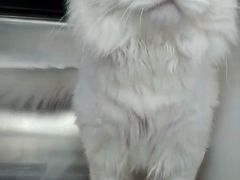 -芭比堂动物医院·犬猫全科·异宠专科(雁塔分院)
