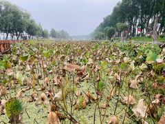 -洪湖生态旅游区