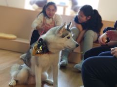 -Husky Go! 哈士奇体验馆·宠物咖啡厅狗咖