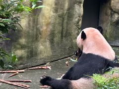 -都江堰中华大熊猫苑