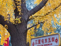 -三里屯东五街银杏大道