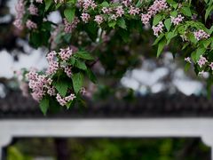 -国家植物园