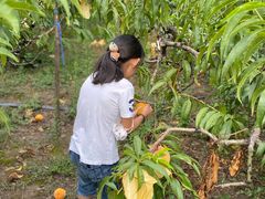 -樂桃源奉贤黄桃种植采摘基地