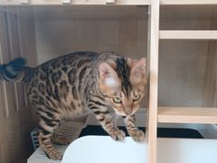 -瑞鹏宠物医院·骨科·猫科·内科(第一中心)