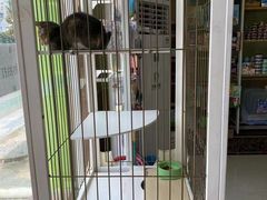 -瑞鹏宠物医院·骨科·猫科·内科(第一中心)