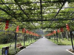 -东平国家森林公园