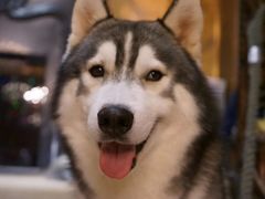 -more than meow吴止猫主题餐厅(承德 中船汇店)