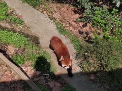 -都江堰中华大熊猫苑