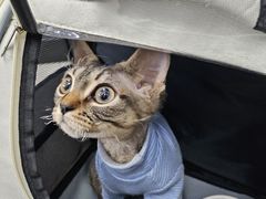 -爱侣宠医·鹦鹉专科·小型哺乳类·异宠专科(灵石路店)