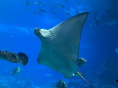 -珠海长隆海洋王国