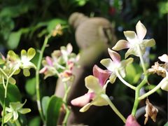 -自然餐厅(Phuket)