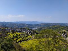 -桑洲油菜花景区