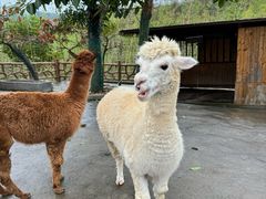 -森波拉奇妙世界