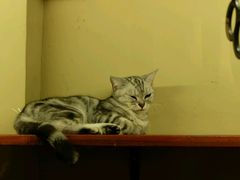 -猫咪博物馆(顶澳仔猫街店)