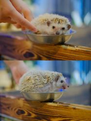 -酷嗒动物文化乐园(cutezoo西溪乐天城店)