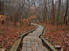-镇江市南山风景名胜区竹林景区