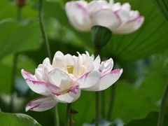 -陈家山荷花公园