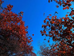 -北京西山国家森林公园