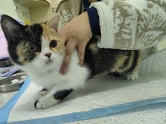 -天宠宠物医院24小时·急重症诊疗中心·全科·腔镜特色(和平分院)