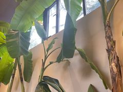 -单家老院·院子里的青岛菜(沙子口店)