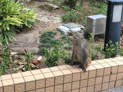 -狮子山郊野公园