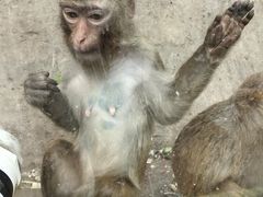 -北京鹿世界主题园