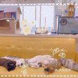 呼和浩特｜小巷里的猫客厅