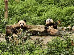 -中国大熊猫保护研究中心雅安碧峰峡基地