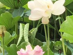 -荷塘月色湿地公园·向阳花洲