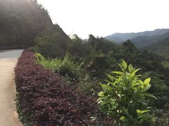 -田心森林公园