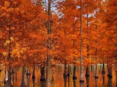 -白鹭湾湿地公园