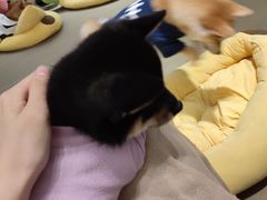 -逗柴咖啡屋·狗咖猫咖宠物桌游