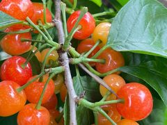 -正宗火盆自助烧烤·烤全羊·柴火鸡(龙泉山店)