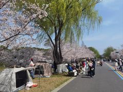 -羊山湖公园