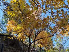 -北京十三陵国家森林公园蟒山景区