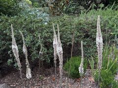 -墨尔本皇家植物园