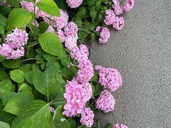 -上海滨江森林公园