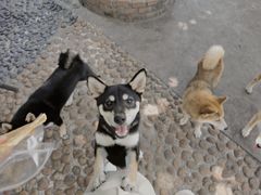 -柴犬高等学院·狗咖·柴犬售卖·宠物训练