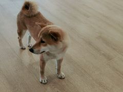 -南京Hallo宠物乐园·哈罗犬舍·柴犬繁育基地