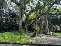 -瑞丽独树成林风景区