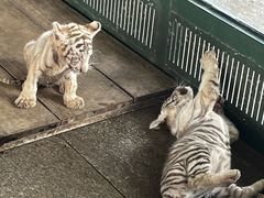-秦皇岛野生动物园
