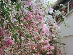 -深圳国际园林花卉博览园