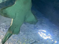 -上海海洋水族馆